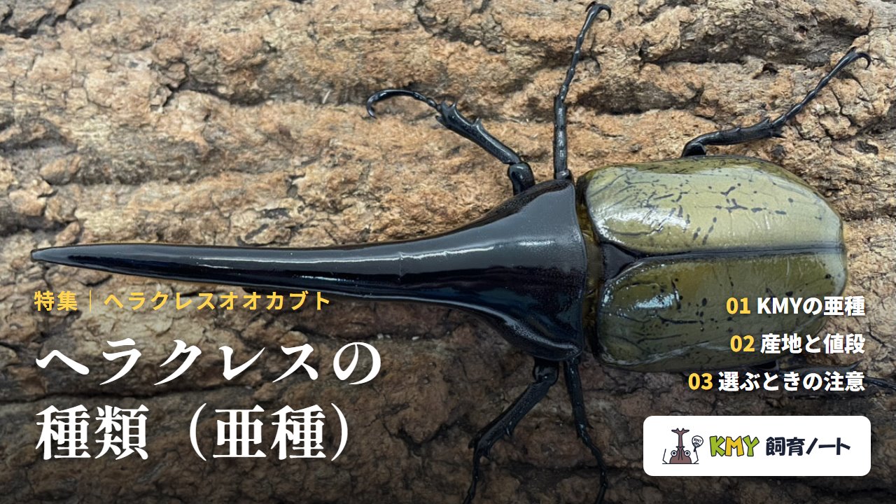 ヘラクレスの種類（亜種）の違いと見分け方（KMY飼育ノート）