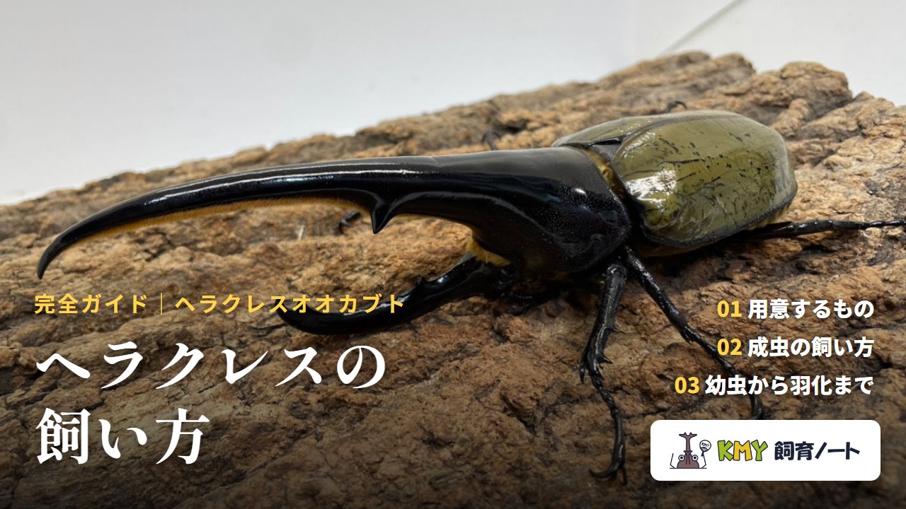 ヘラクレスオオカブトの飼育・飼い方完全ガイド（KMY飼育ノート）