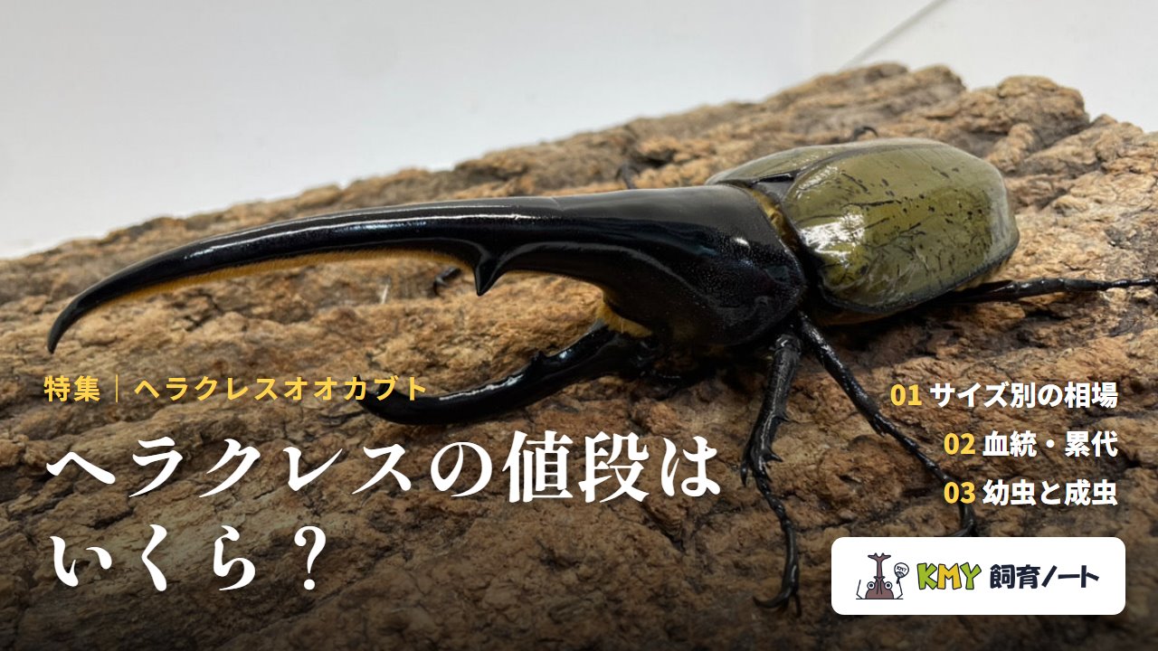 ヘラクレスオオカブトの値段はいくら（KMY飼育ノート）
