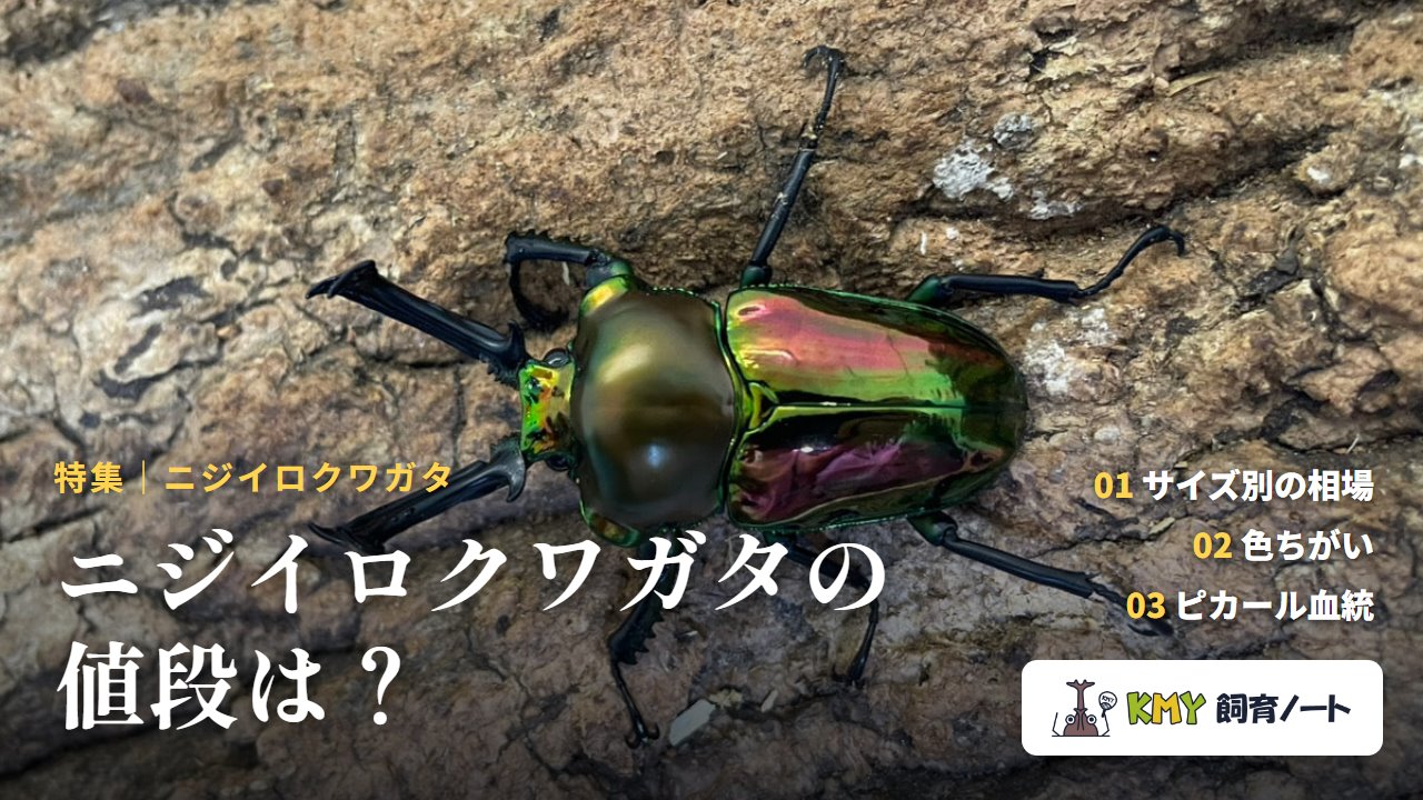 ニジイロクワガタの値段は（KMY飼育ノート）