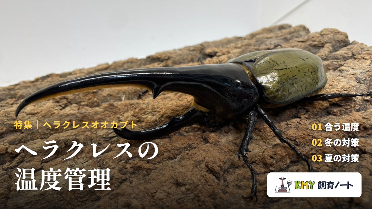 ヘラクレスの温度管理（KMY飼育ノート）