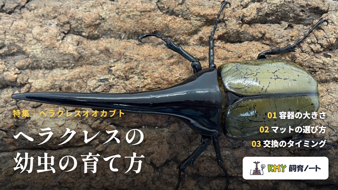 ヘラクレスの幼虫の育て方（KMY飼育ノート）