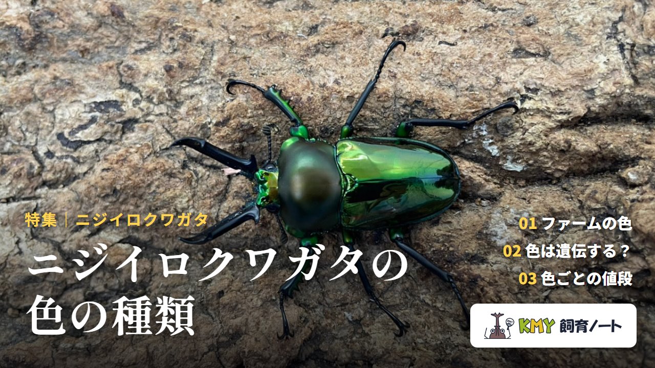 ニジイロクワガタの色の種類（KMY飼育ノート）